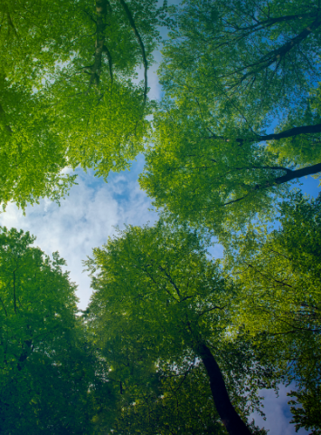 upwards view of trees and sky representing our commitment to ESG excellence