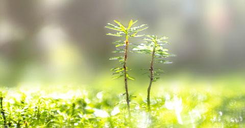 growing tree shoots